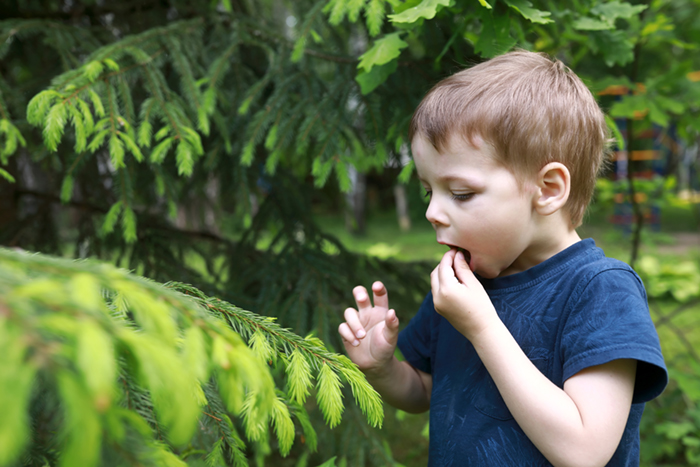 Child eating spruce