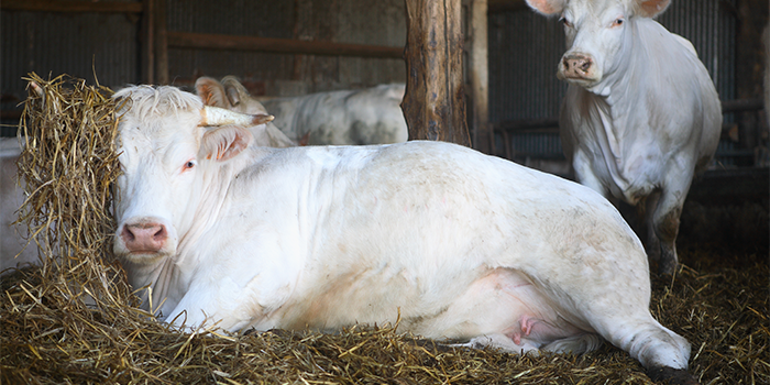 Cows on diet emit 40 per cent less methane