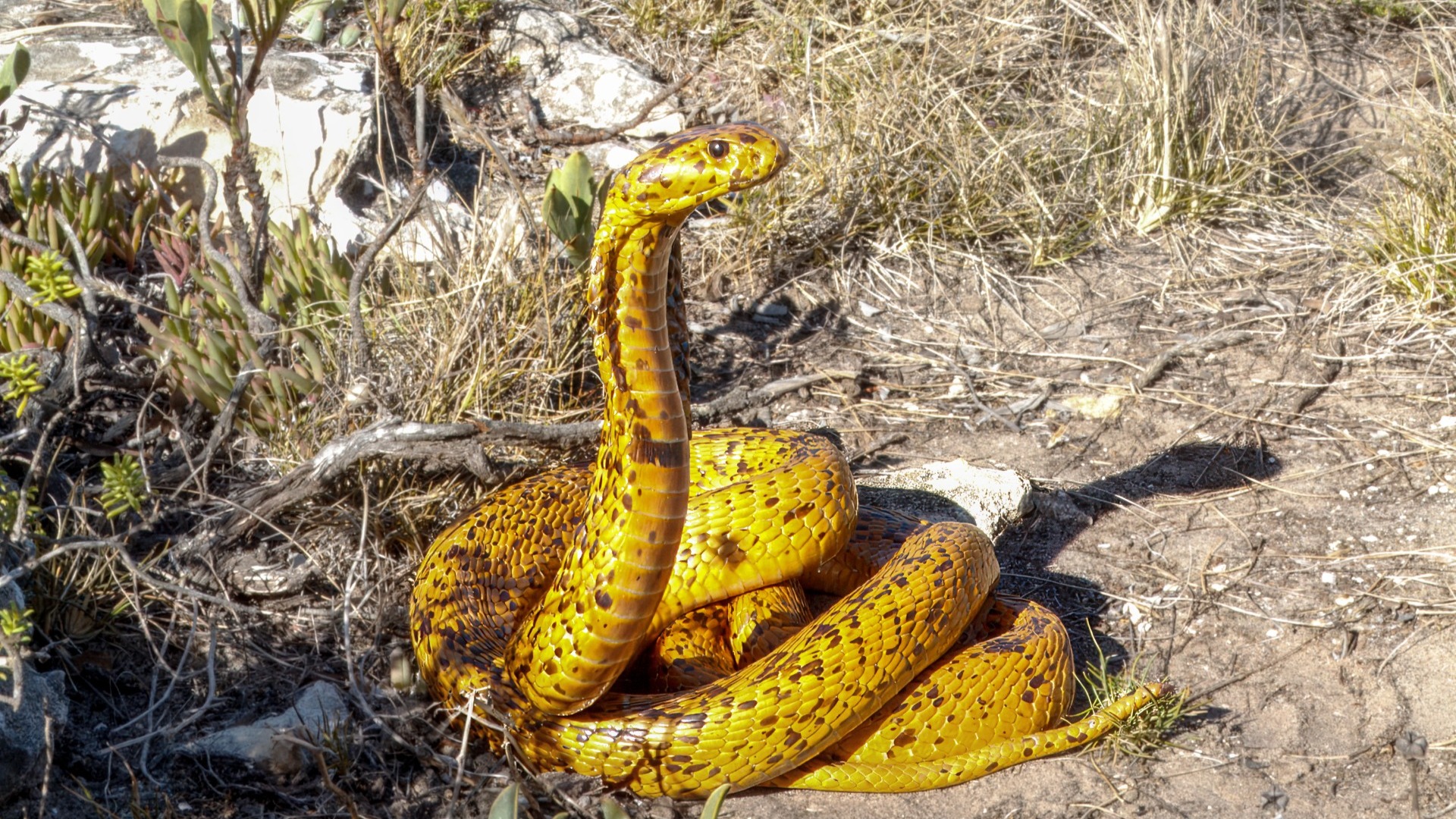 Yellow Cape cobra (Naja nivea). 