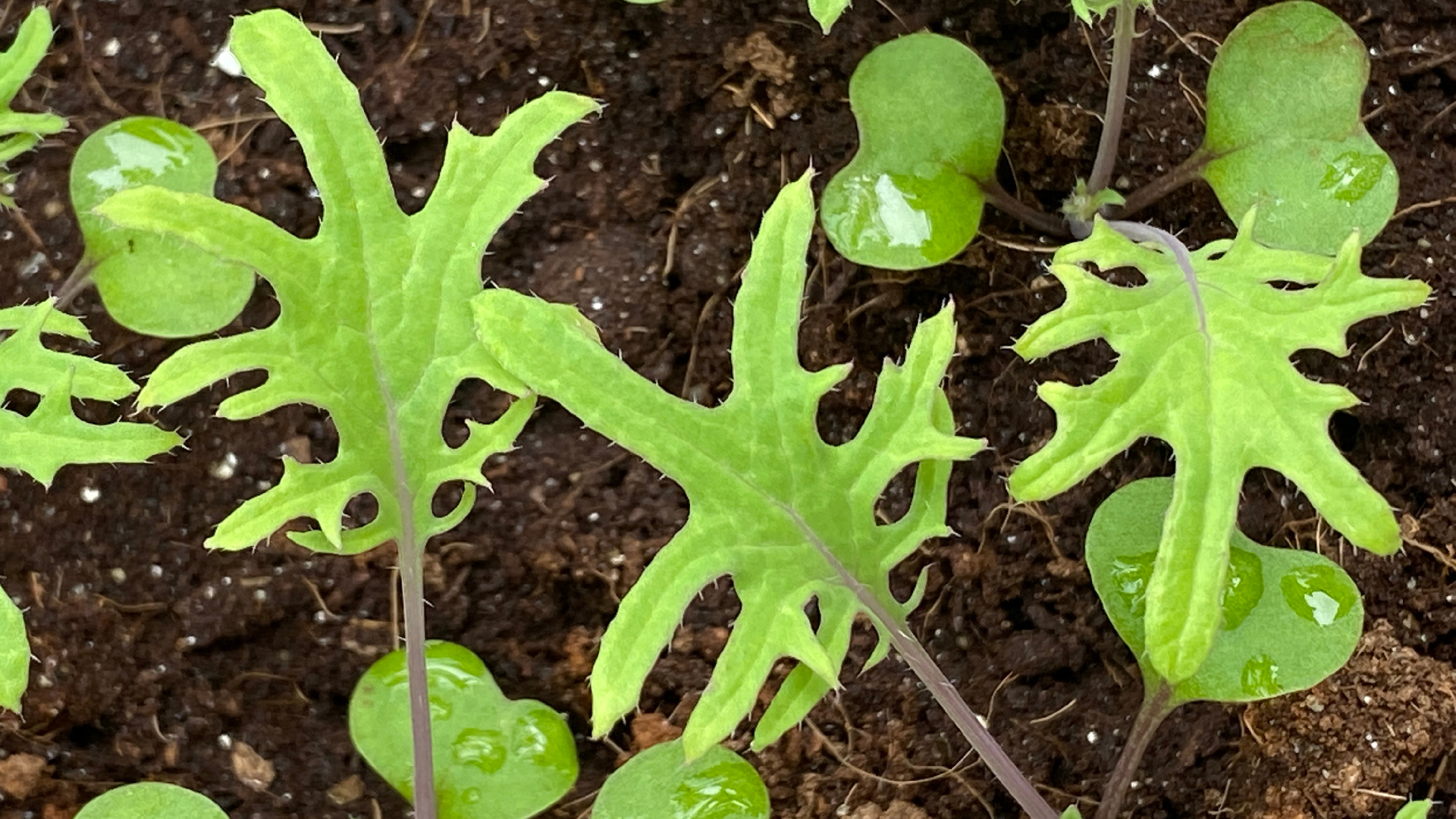 Russian kale