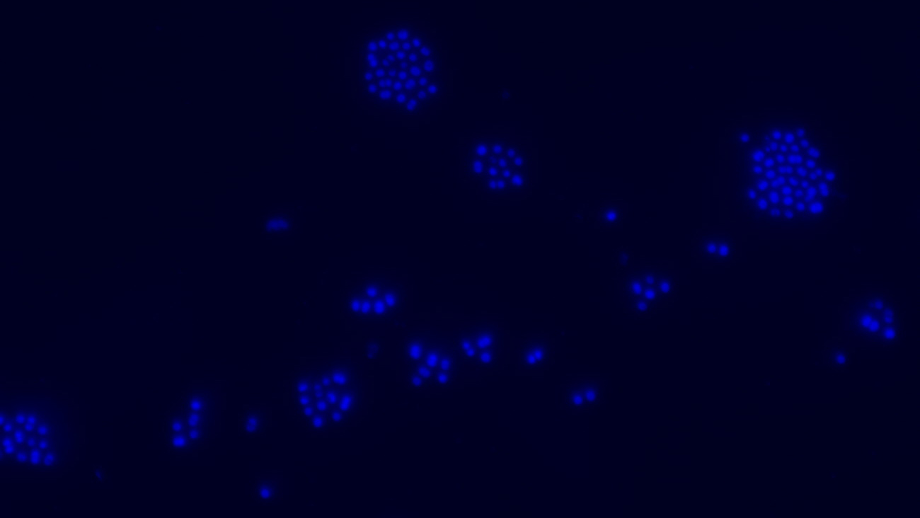 Marine Bacterial Cells