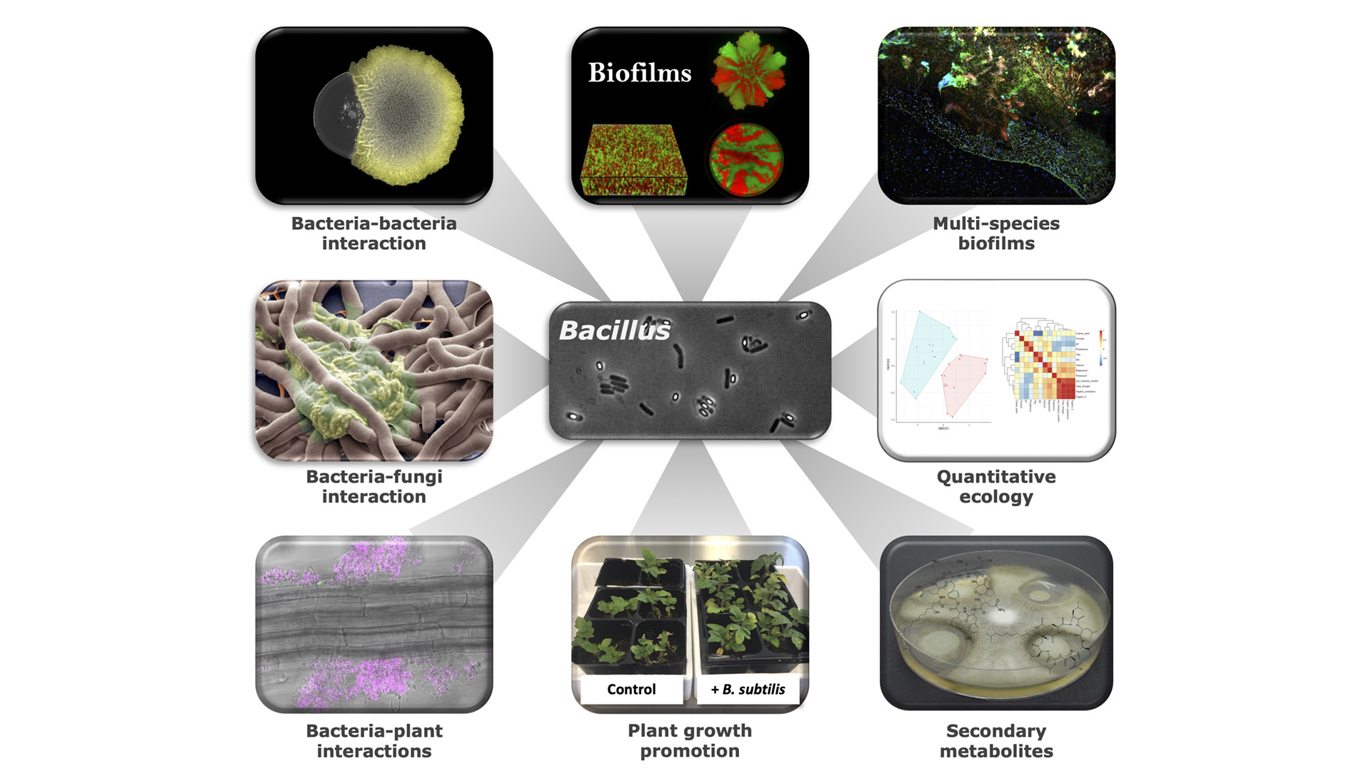 Bacterial Interactions and Evolution topics