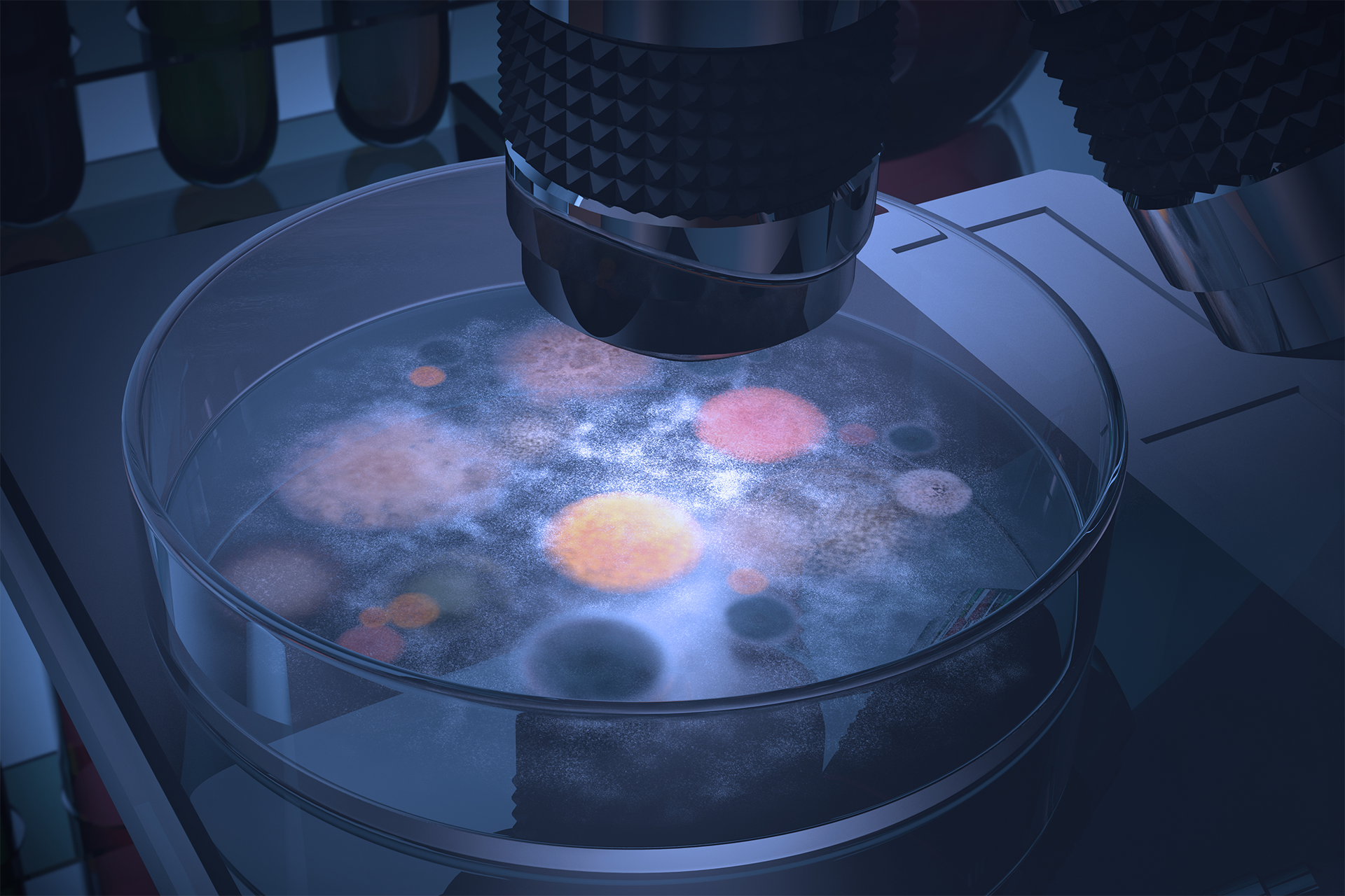 Petri dish under the microscope