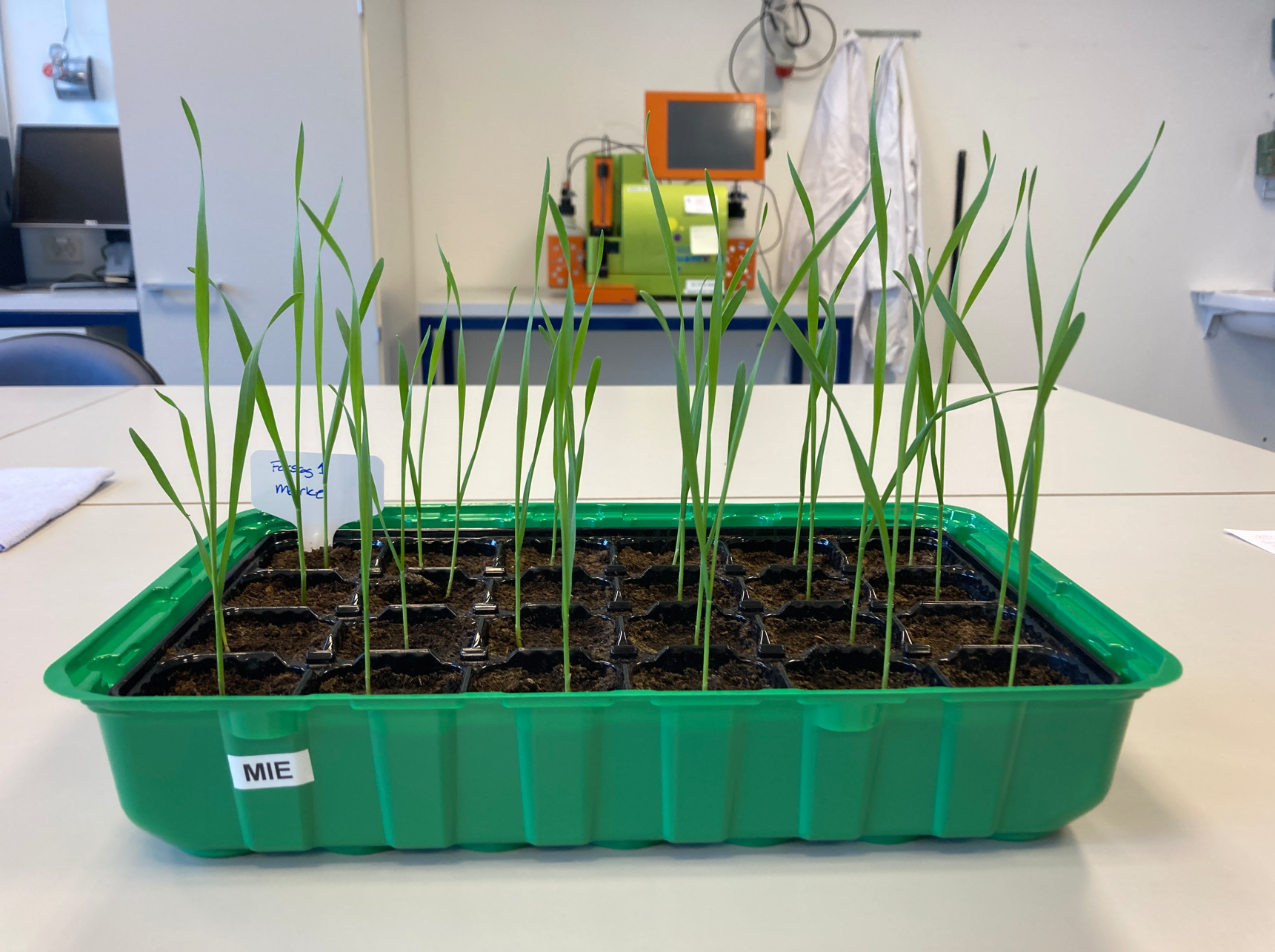 Plant trial in the lab