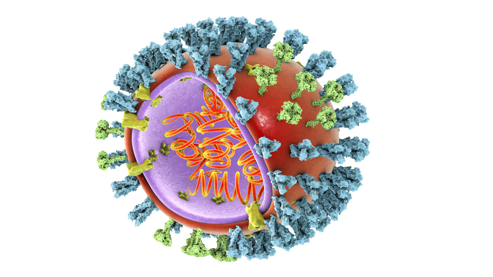 Influenza virus