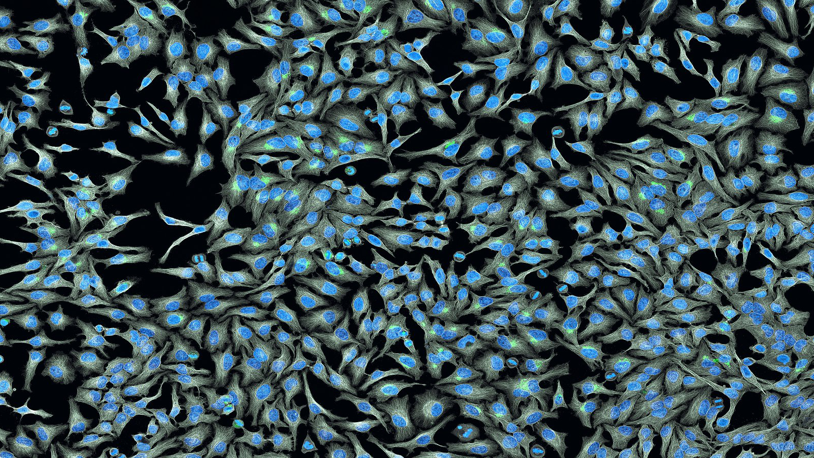 Panorama of HeLa cells