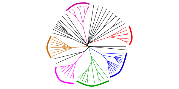 Phylogenetic tree