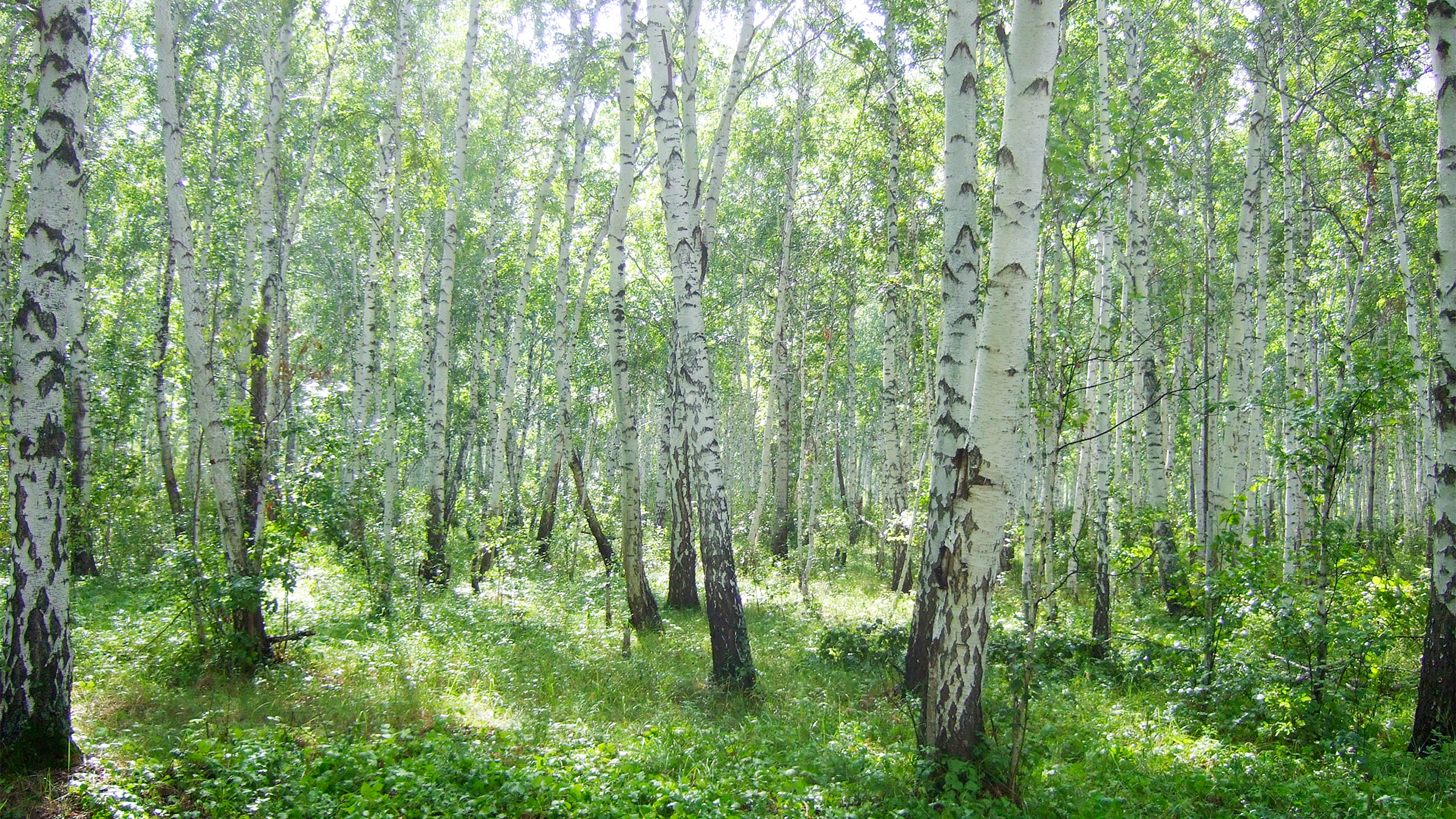 Birch forest