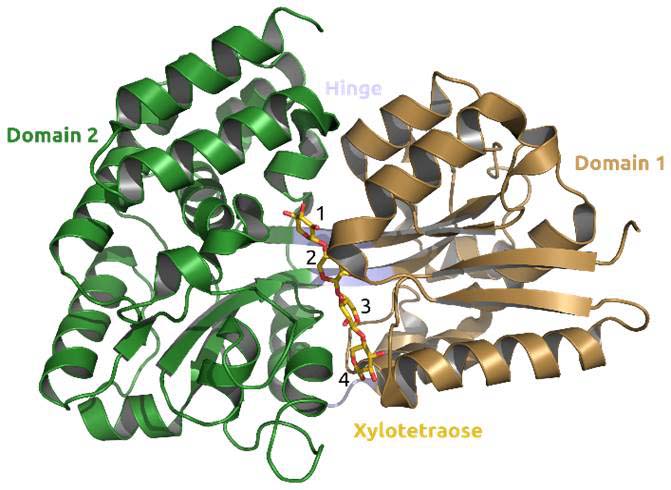 Enzyme