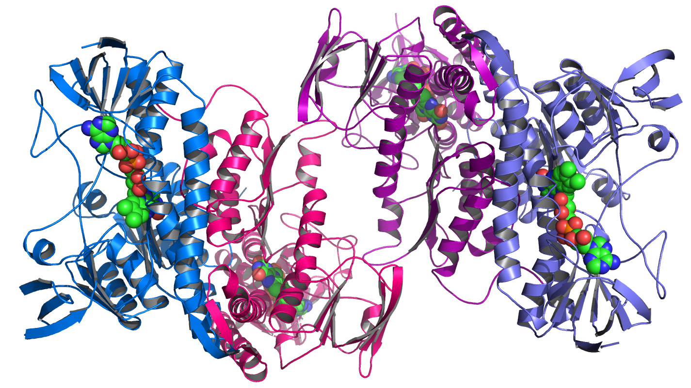 Enzyme structure