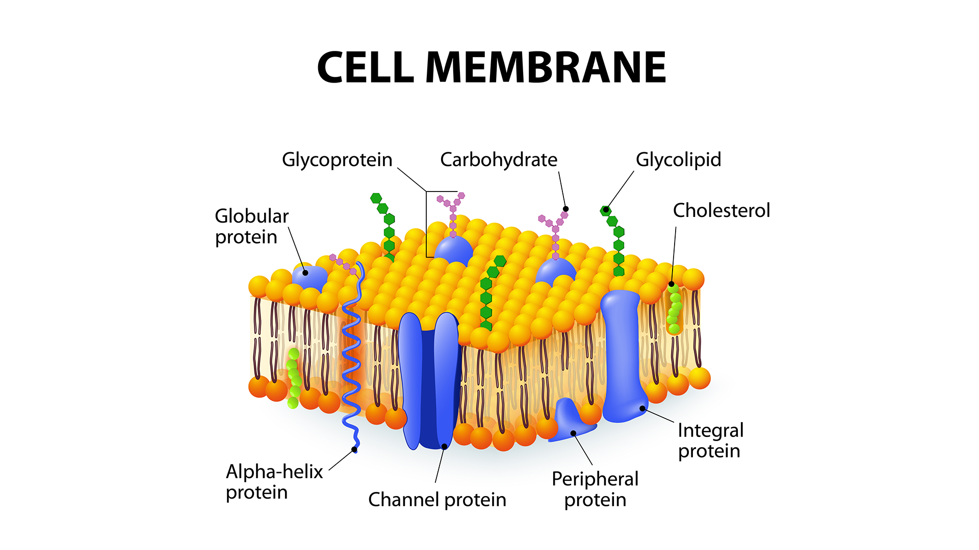 Illustration of the cell membrane