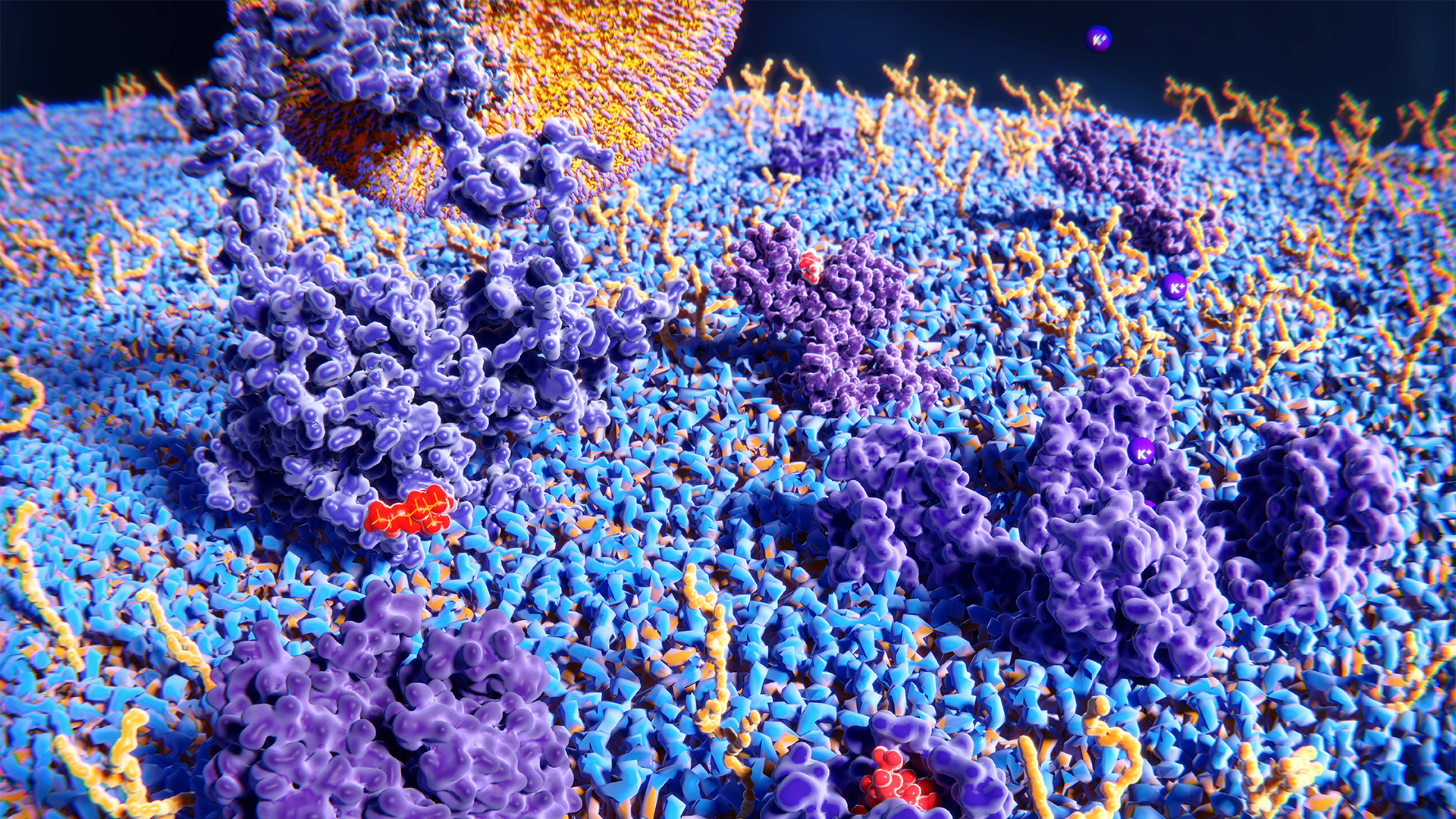 Upper cell membrane Membrane proteins (violett), glycolipids (yellow) and their ligands: LDL receptor, acetyl choline receptor, histamine receptor, potassium channel, opioid receptor, 3d rendering