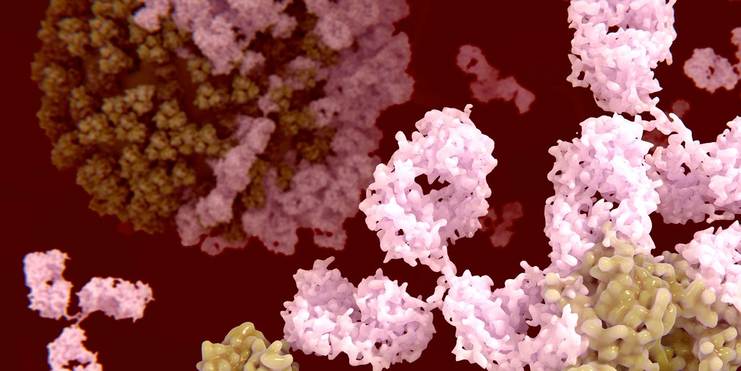 Antibodies binding to the influenza virus surface