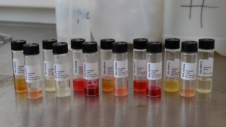 Extracts from cultivation of Pseudomonas
