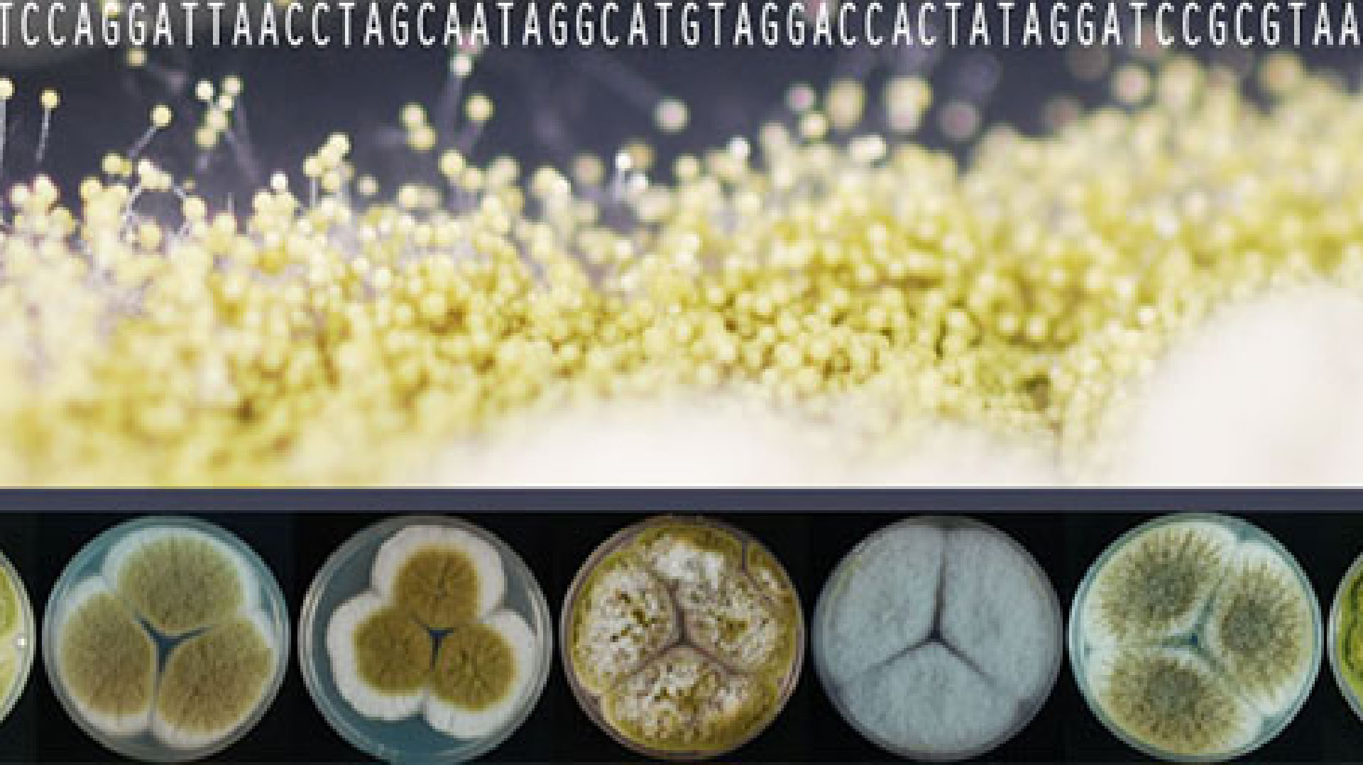 Aspergillus