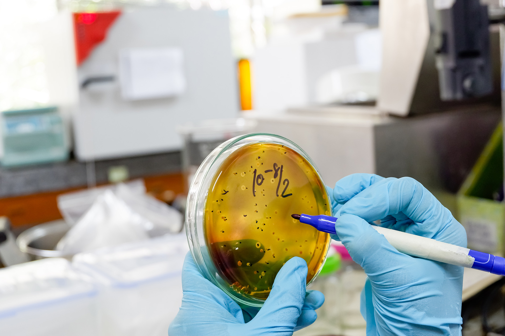 Lactobaccillus sp. counting by scienctist in microbilogy laboratory. Concept of lactic acid bacteria isolation using selective medium