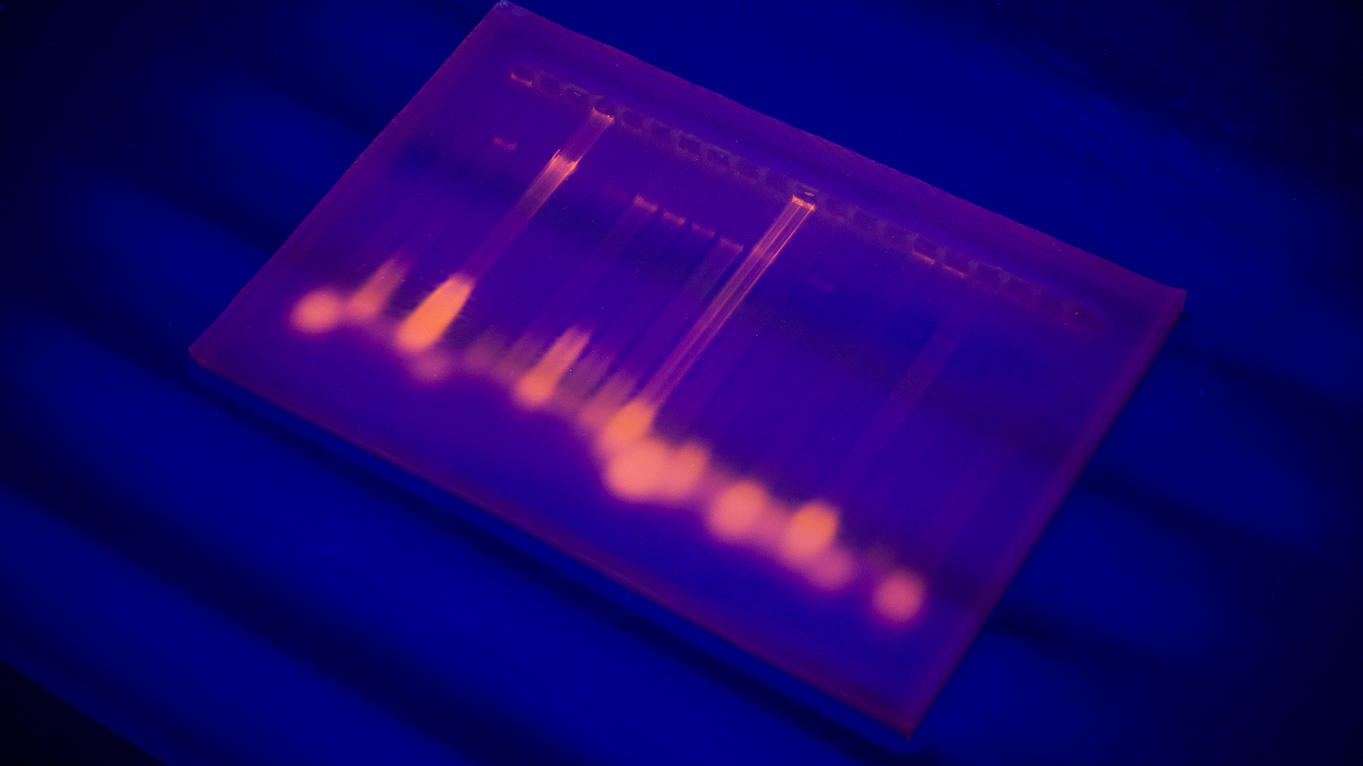 Close-up of a gel with DNA after electrophoresis. Results of electrophoresis after PCR.