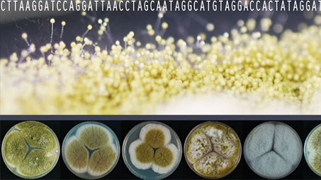 Aspergillus