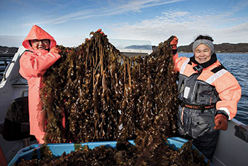 Algehøst (foto: Nikoline Ziemer).