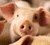 A biosensor equipped with a nanochip can detect diarrhoea bacteria in piglets